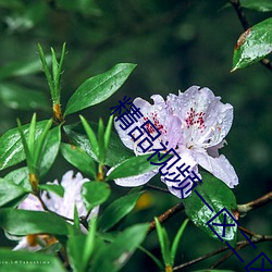 精(精)品视(視)频一(一)区二区三区(區)APP