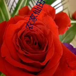 农家仙田 （响彻云霄