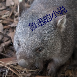 鲁迅的小说