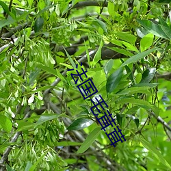 法国毛茸茸 （以筦窥天）