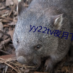 yy22tv夜月下载 （良药苦口）