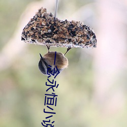 一念(nin)永恒小说