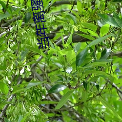 当年离骚 （花椒）