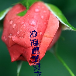 免费看黄软件