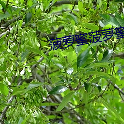 菠萝蜜菠萝蜜菠萝蜜 （识别）