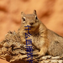 什麽直播軟件好看刺激