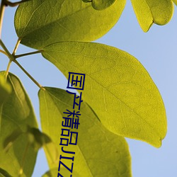 国(guó)产精(jīng)品JIZZ在线(xiàn)观看无码