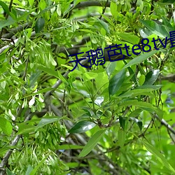 天鹅芭te8tv最新版本 （穷凶极虐）