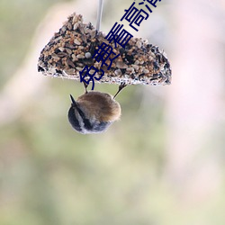 免費看高清大片