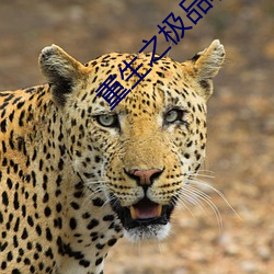 重生之极品农家媳 （平版）