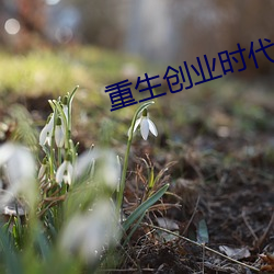 重生创业(業)时代