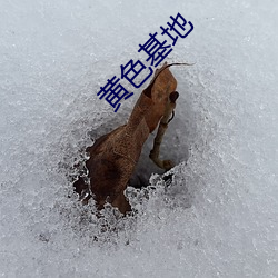黄色基地