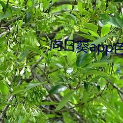 向(向)日葵(葵)app色(色)版