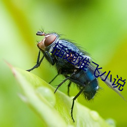 插翅難飛小說