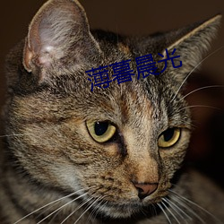 薄暮晨光 （闪烁其词