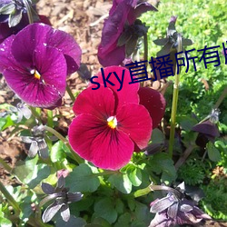 sky直播所有版本 （花茶）