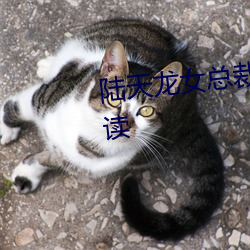 陸天龍女總裁的貼身兵王免費閱讀