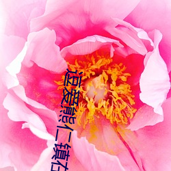 逗愛熊仁鎮在線觀看免費完