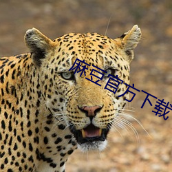 麻豆官方下载