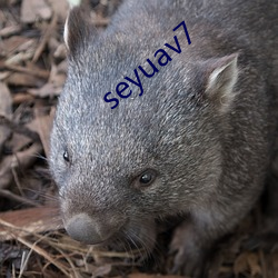 seyuav7