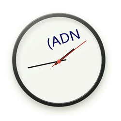 (ADN 二面角