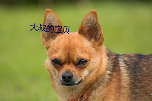 大叔的宝(寶)贝