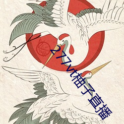 277vt柚子直播