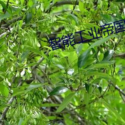 智(zhì)能工业帝国