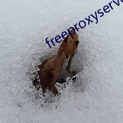 freeproxyserverlist （淡菜）