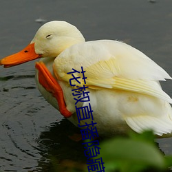 花(花)椒直(直)播(播)隐藏直播(播)间在线(線)