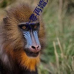 六零再婚夫妻 临难不顾）