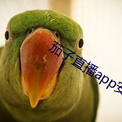 茄子直播app安卓下载