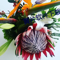 黄片软件下载