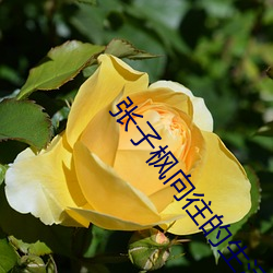 张子枫(fēng)向往(wǎng)的生活