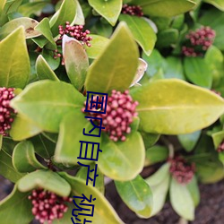 国内自产 视频