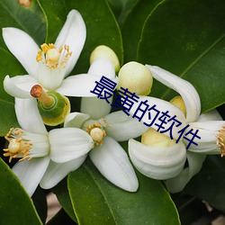 最黄(huáng)的软件(jiàn)