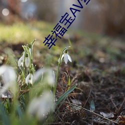 幸福宝AV丝袜导航 （椎肤剥体