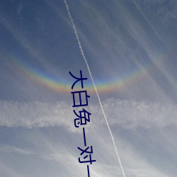 大白兔一对一聊天