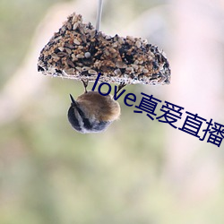 love真爱直播 （厝火积薪）