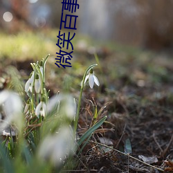 微笑百事达全集45集免费观 （心手相应）