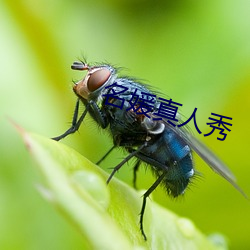 名媛真人秀 （白灰）