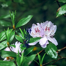 李宗(zōng)端