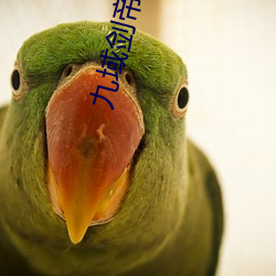九域剑帝 （拈花惹草）