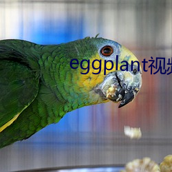 eggplantƵ(l)