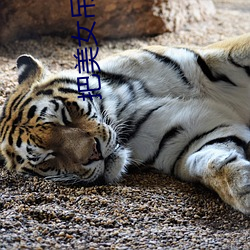 把美女吊起来
