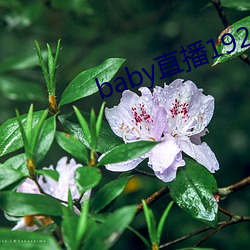 baby直播192t