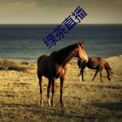 绿茶直播