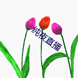 纯夜直播