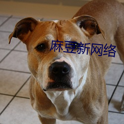 麻豆(豆)新(新)网(網)络