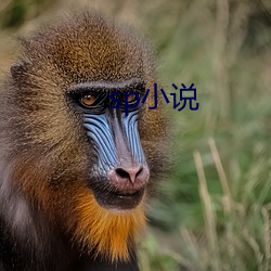 sp小说(說)